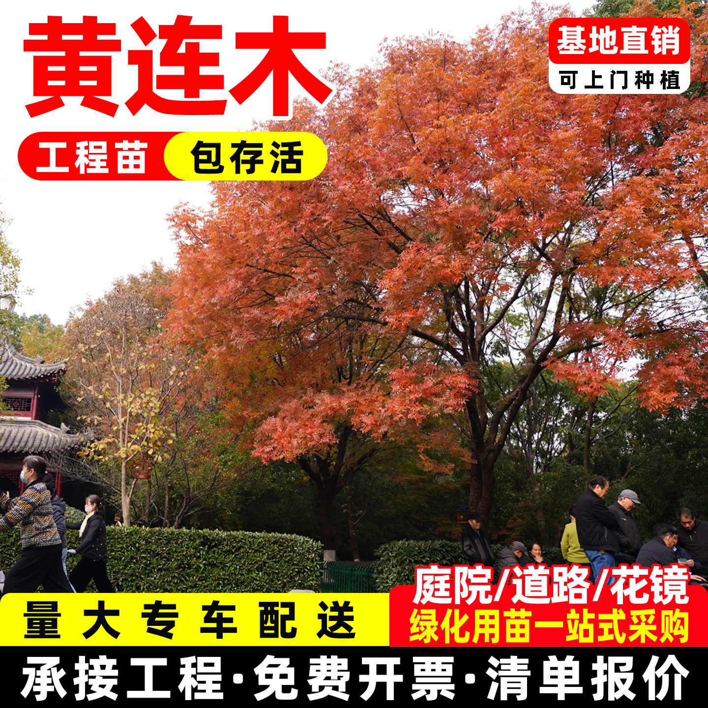 黄连木树苗行道树盆栽绿植公园庭院园林大乔木绿化风景树桂花树苗,鲜花速递/花卉仿真/绿植园艺,行道树/乔木,淘宝优惠券,粉丝福利购,淘宝优惠卷