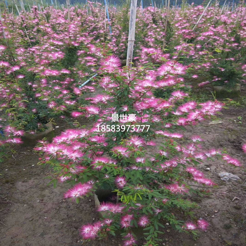 香水合欢细叶合欢苗粉扑花庭园盆栽造景植物花卉绿化行道树苗成都