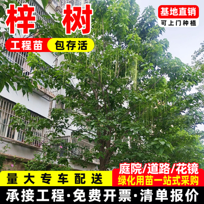 成都梓树树苗庭院室外观赏树公园庭荫树园林绿化行道乔木桂花树苗