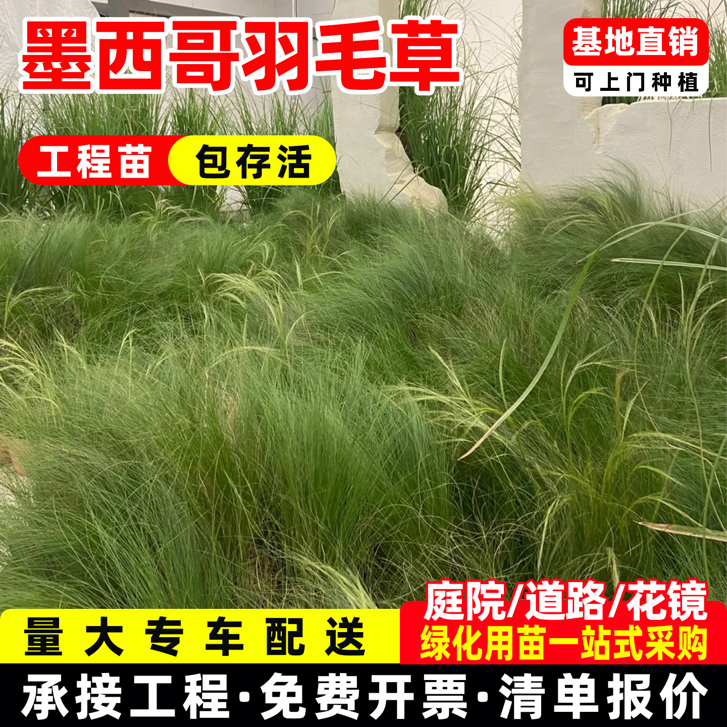 墨西哥羽毛草盆栽细叶针茅苗花镜植物阳台露台平地庭院耐寒耐热,鲜花速递/花卉仿真/绿植园艺,宿根/地被植物,淘宝优惠券,粉丝福利购,淘宝优惠卷