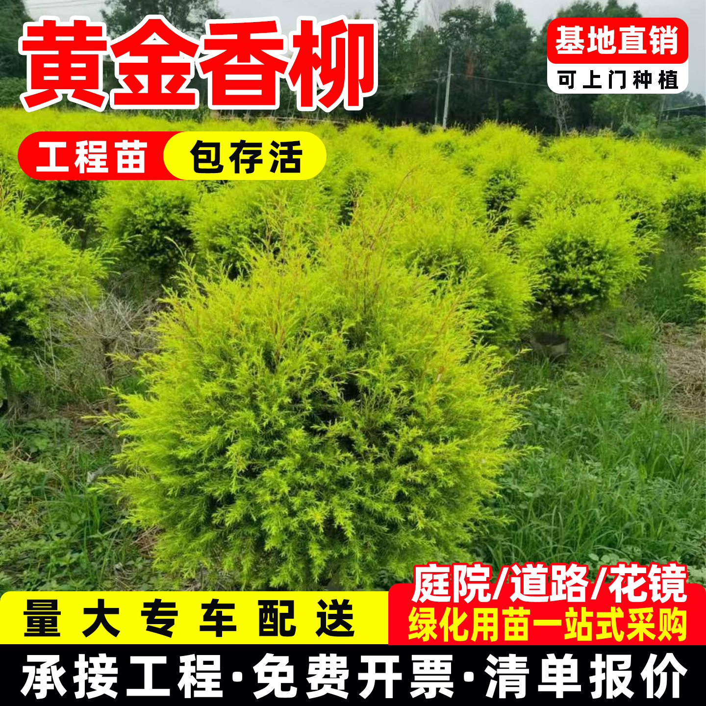 黄金香柳盆栽千层金树苗庭院别墅绿化植物名贵风景树地栽彩叶绿植