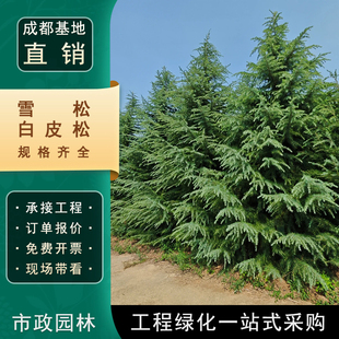 雪松树苗庭院别墅工程绿化苗木白皮松树苗耐寒耐旱耐盐碱性植物