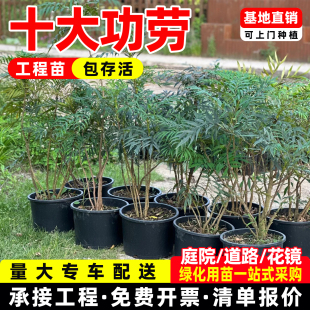 基地批发十大功劳苗四季不落叶灌木成都发货十大功劳树苗工程苗木