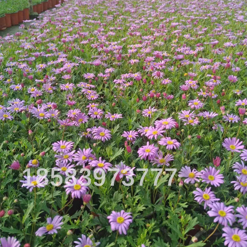 木春菊花玛格丽特庭院