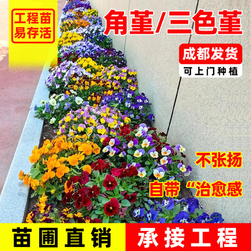 成都角堇三色堇角瑾花苗冬季耐寒庭院植物阳台花卉绿植蝴蝶花盆栽