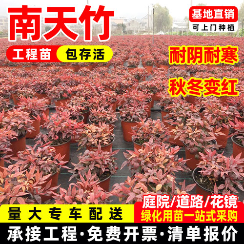 南天竹盆栽绿植火焰南天竹真树红宝石景观老桩植物庭院别墅绿化苗