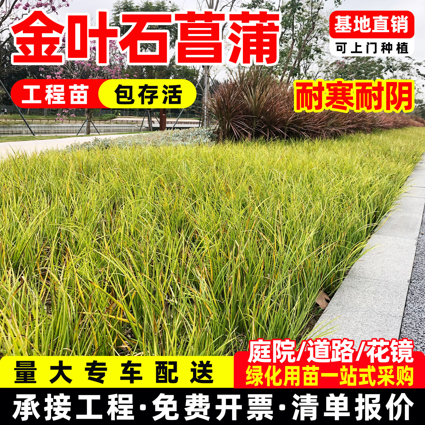 成都金叶石菖蒲盆栽多年生耐寒耐热地被花镜植物搭配造景花苗观叶 - 实物图