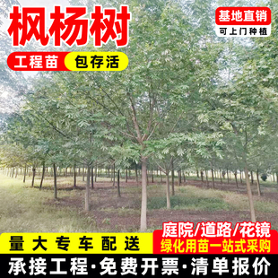 枫杨树苗基地供应庭院绿化苗木枫杨树苗燕子柳麻柳元宝树风景树苗