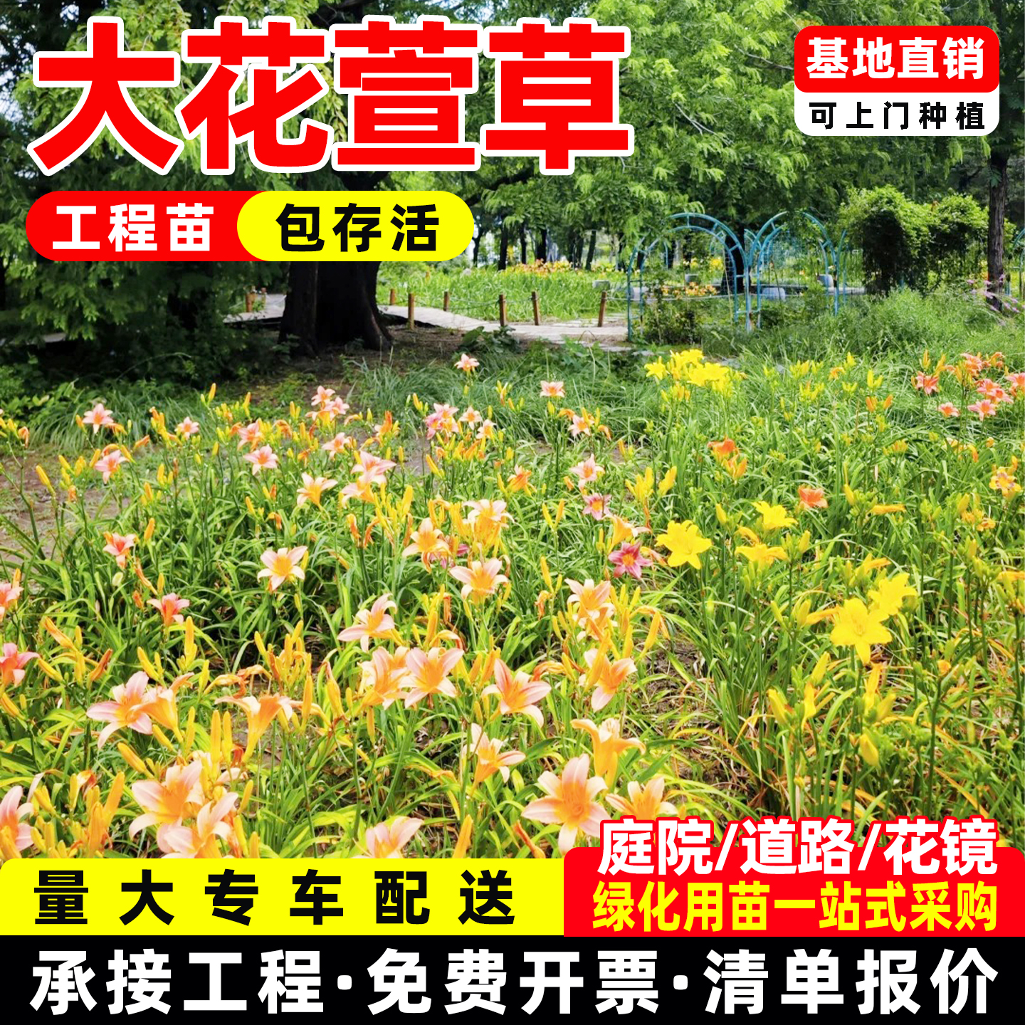 绿化大花萱草忘忧草宿根耐寒金娃娃萱草花苗地被庭院阳台盆栽花卉