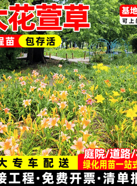 绿化大花萱草忘忧草宿根耐寒金娃娃萱草花苗地被庭院阳台盆栽花卉