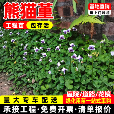 熊猫堇盆栽花苗四季生草本