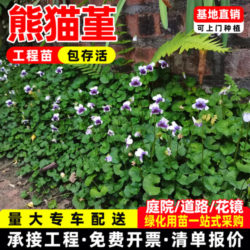 熊猫堇盆栽花苗四季生草本