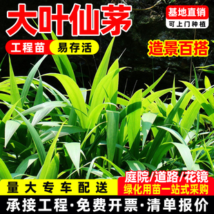 大叶仙茅大地棕盆栽庭院绿化工程苗耐阴四季常青宽叶绿植基地直供