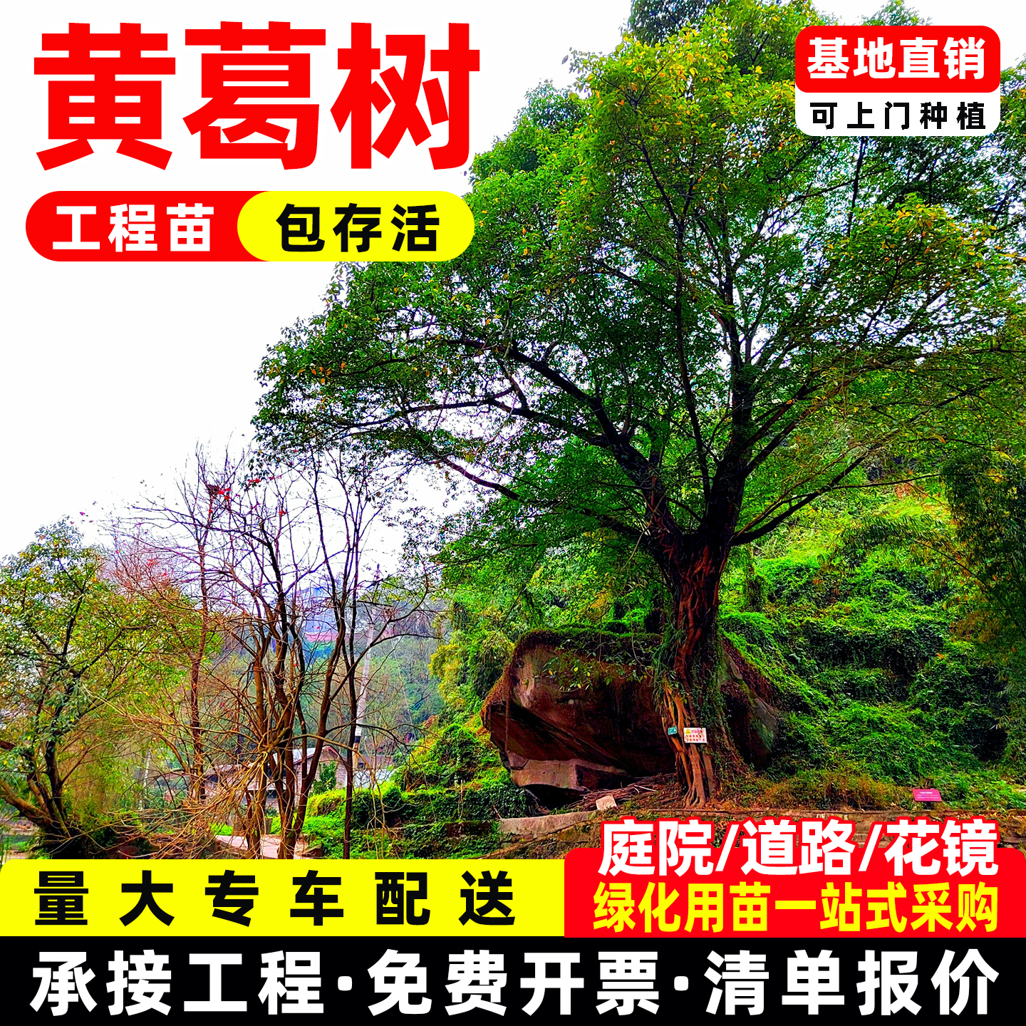 黄葛树树苗大叶榕树苗黄葛树大树盆栽盆景庭院遮荫树园林绿化苗木