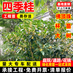 植树节树苗四季桂花苗佛顶珠浓香型室外露台庭院地栽耐寒绿化工程