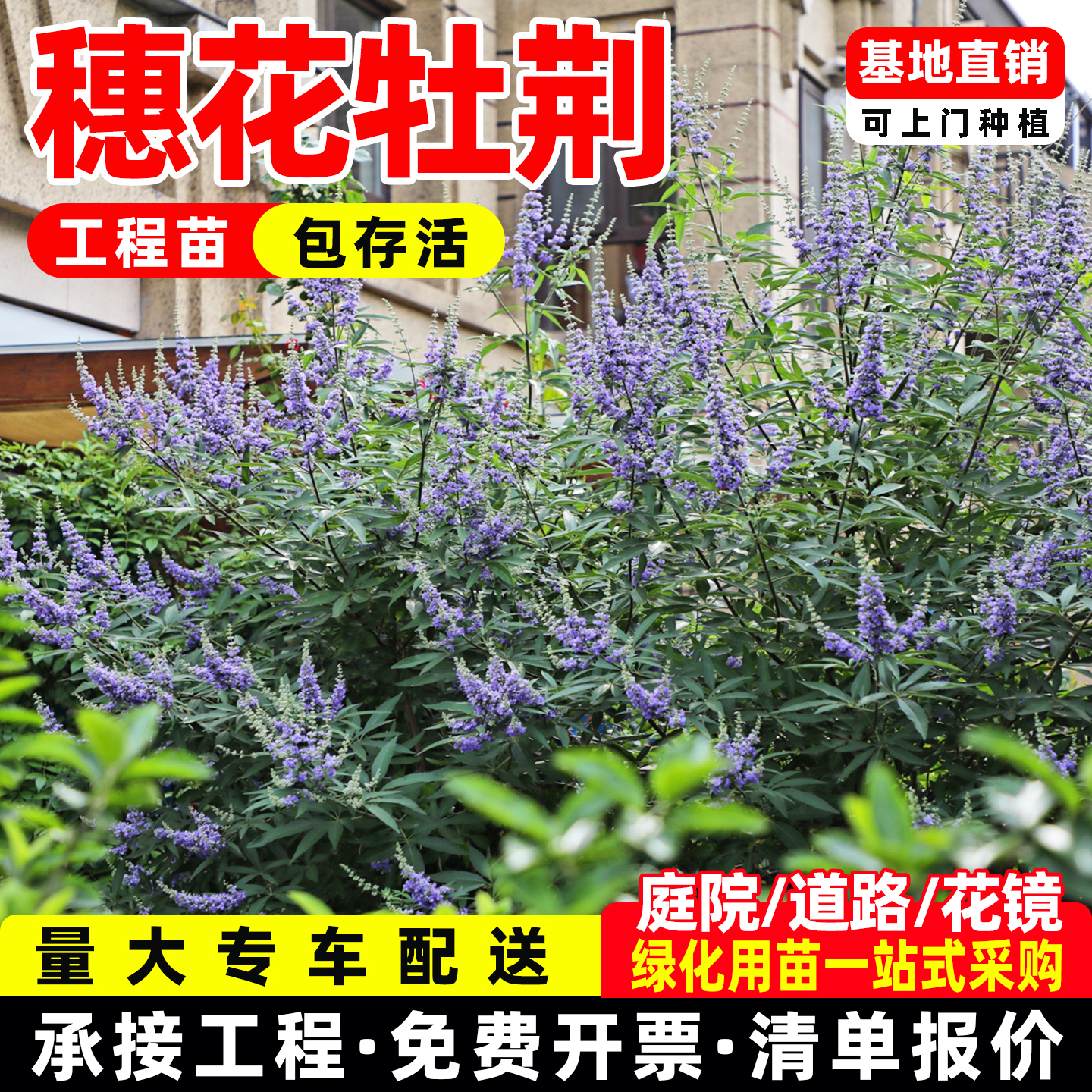穗花牡荆大苗庭院别墅花园盆栽植物树苗室外高档造景花卉耐寒耐热