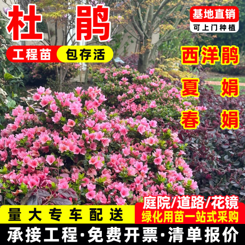 成都本地杜鹃花盆栽多季开花不断室内杜鹃花苗花卉绿植观花植物