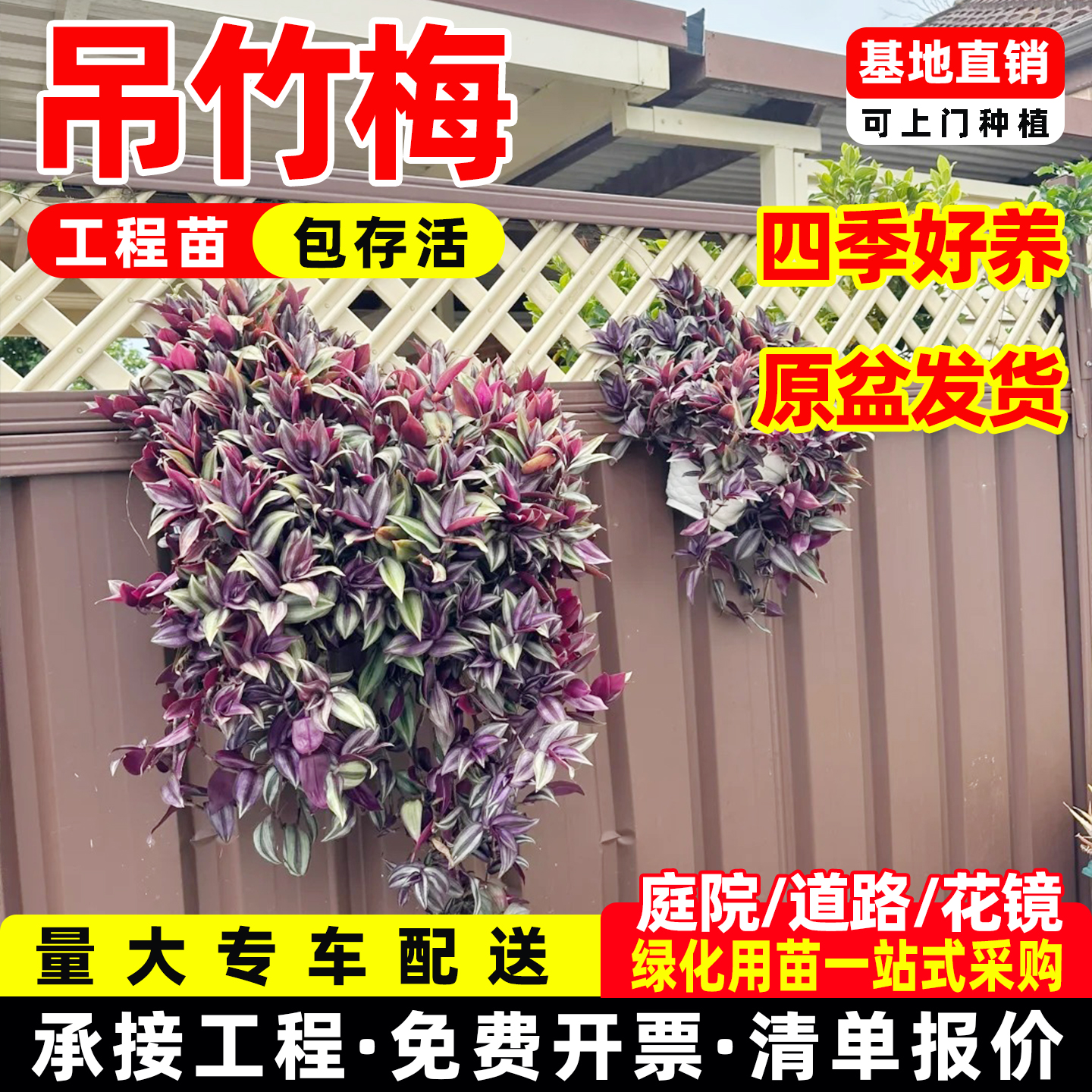 吊竹梅吊兰盆栽紫色小绿植花卉垂吊爬藤室内外宿舍办公室观叶植物