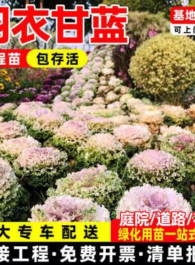 羽衣甘蓝花苗观赏耐寒别墅阳台园林庭院花园绿化成都发货