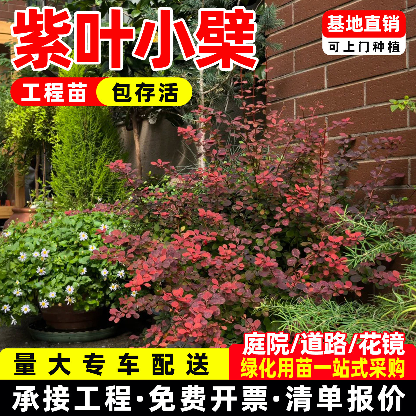 红叶小檗苗紫叶小檗树庭院绿化树苗四季常青别墅花园绿篱室外植物