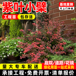 红叶小檗苗紫叶小檗树庭院绿化树苗四季常青别墅花园绿篱室外植物