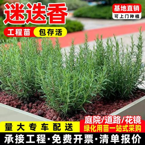 迷迭香苗盆栽可食用驱蚊植物