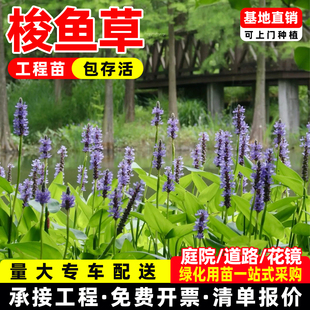 梭鱼草水生植物水培花卉海寿花多年生挺水或湿生草本植物净化水质