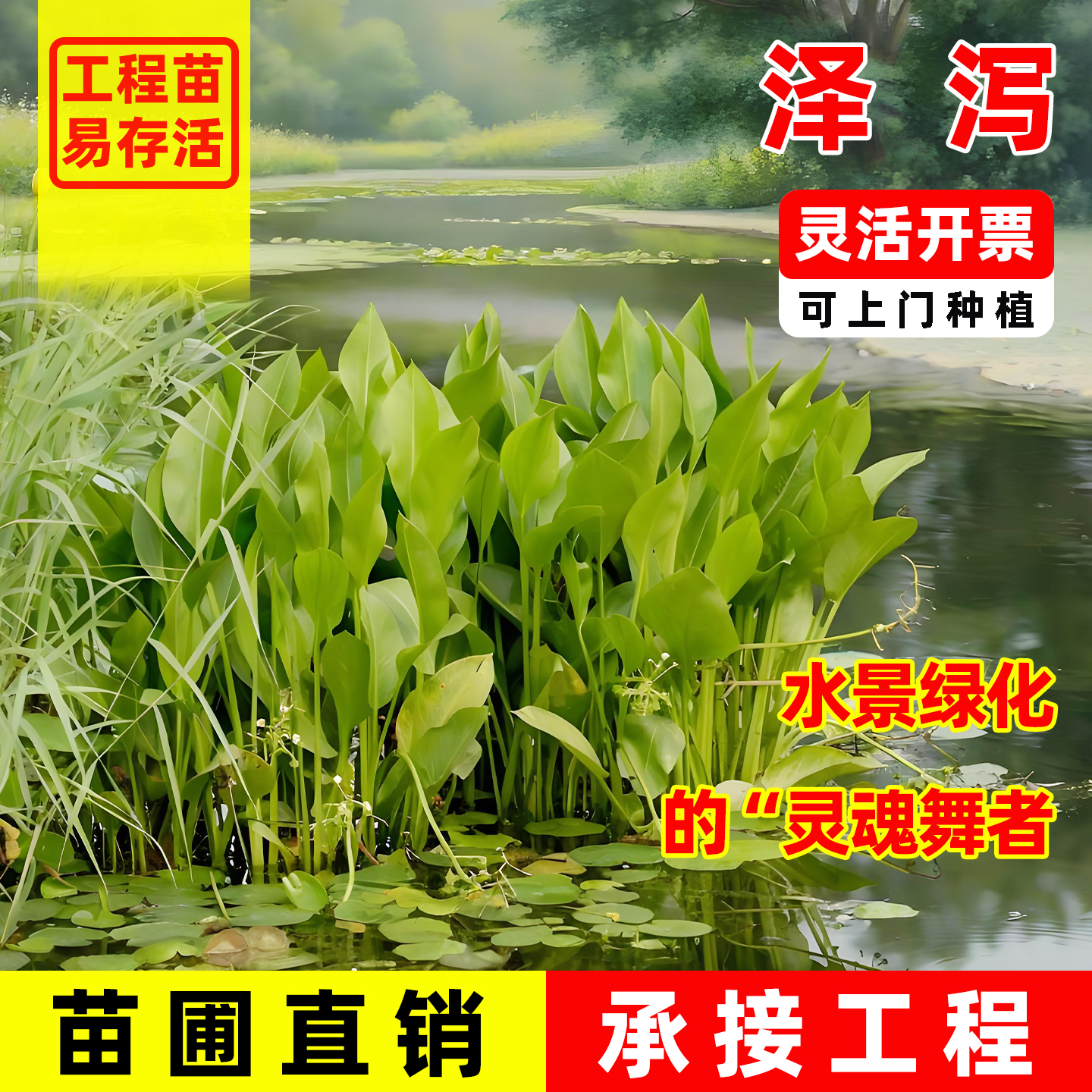 水生泽泻苗挺水植物造景