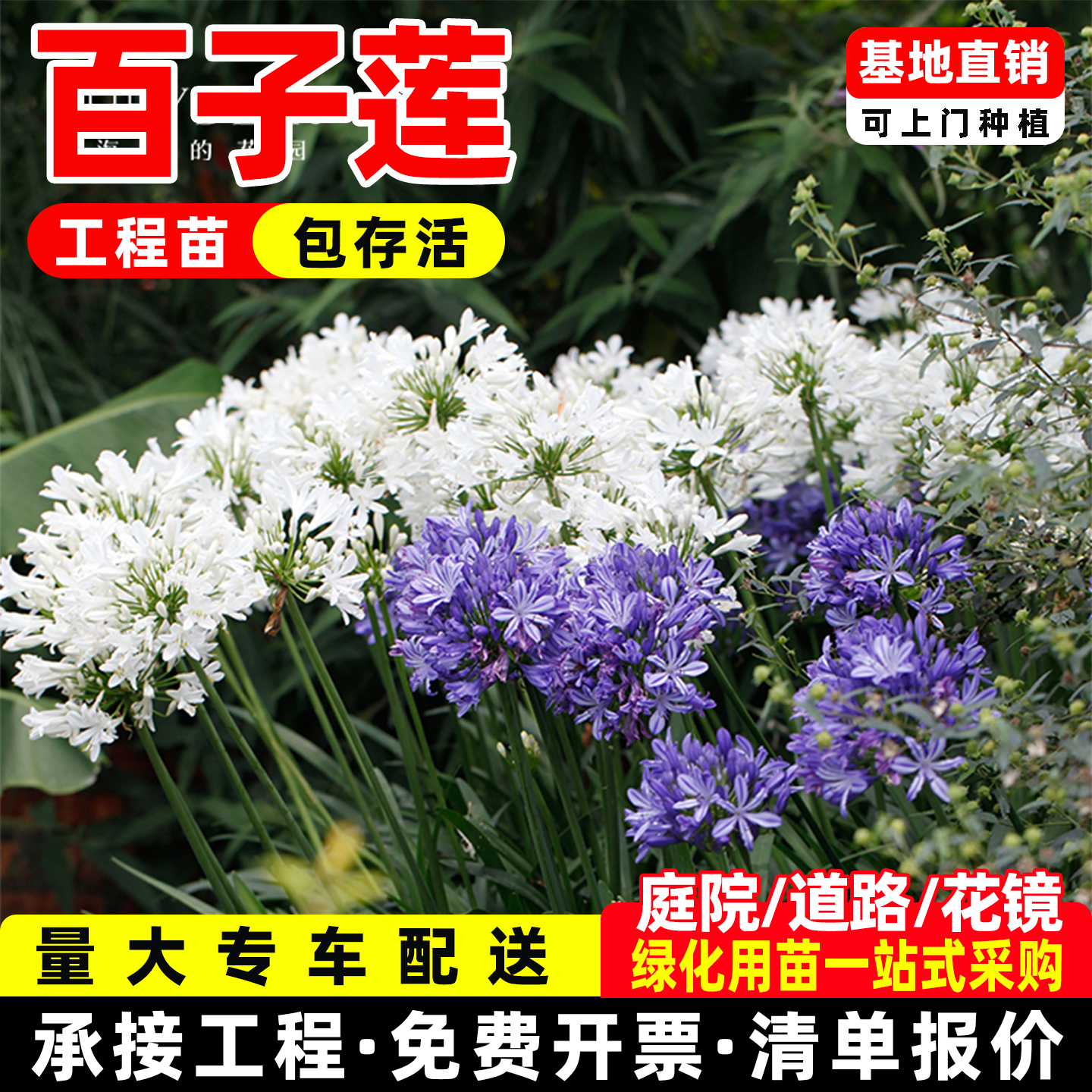 百子莲多年生草本宿根花卉盆栽庭院耐热耐寒好养种球花镜观赏植物