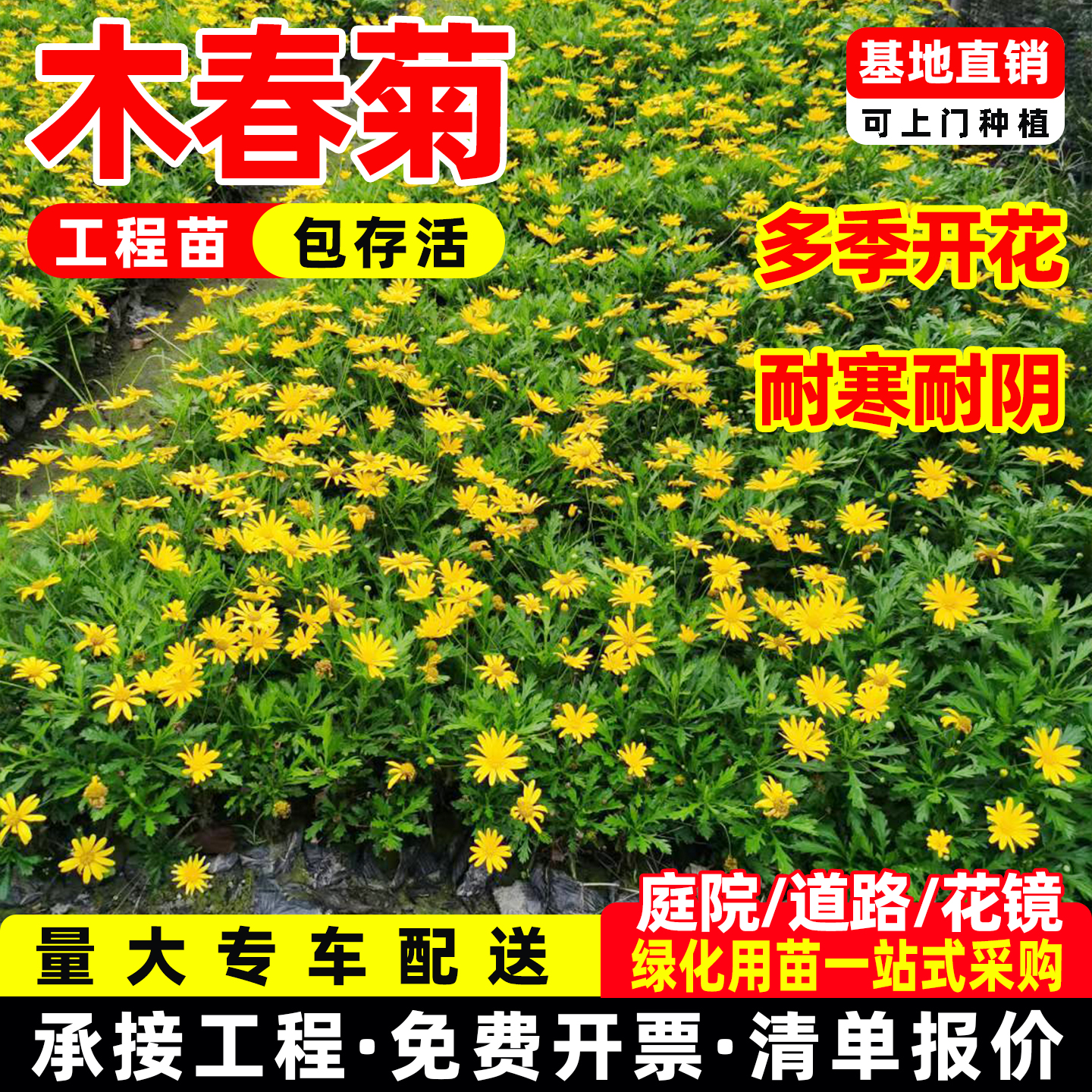 多年生木春菊工程苗多季开花