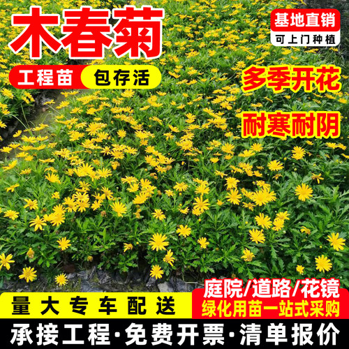 多年生木春菊工程苗多季开花