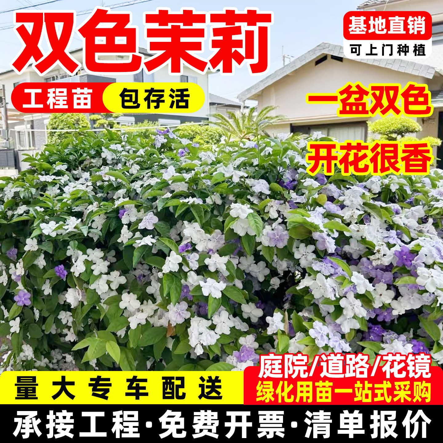 双色茉莉花苗室内外四季好养鸳鸯茉莉浓香型花卉庭院阳台盆栽植物