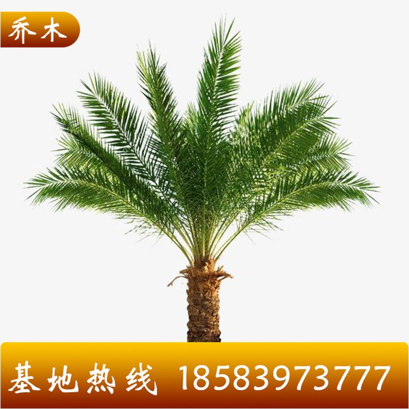 棕榈树苗老人葵棕榈树苗箬棕棕榈苗四季常青庭院别墅绿化苗木