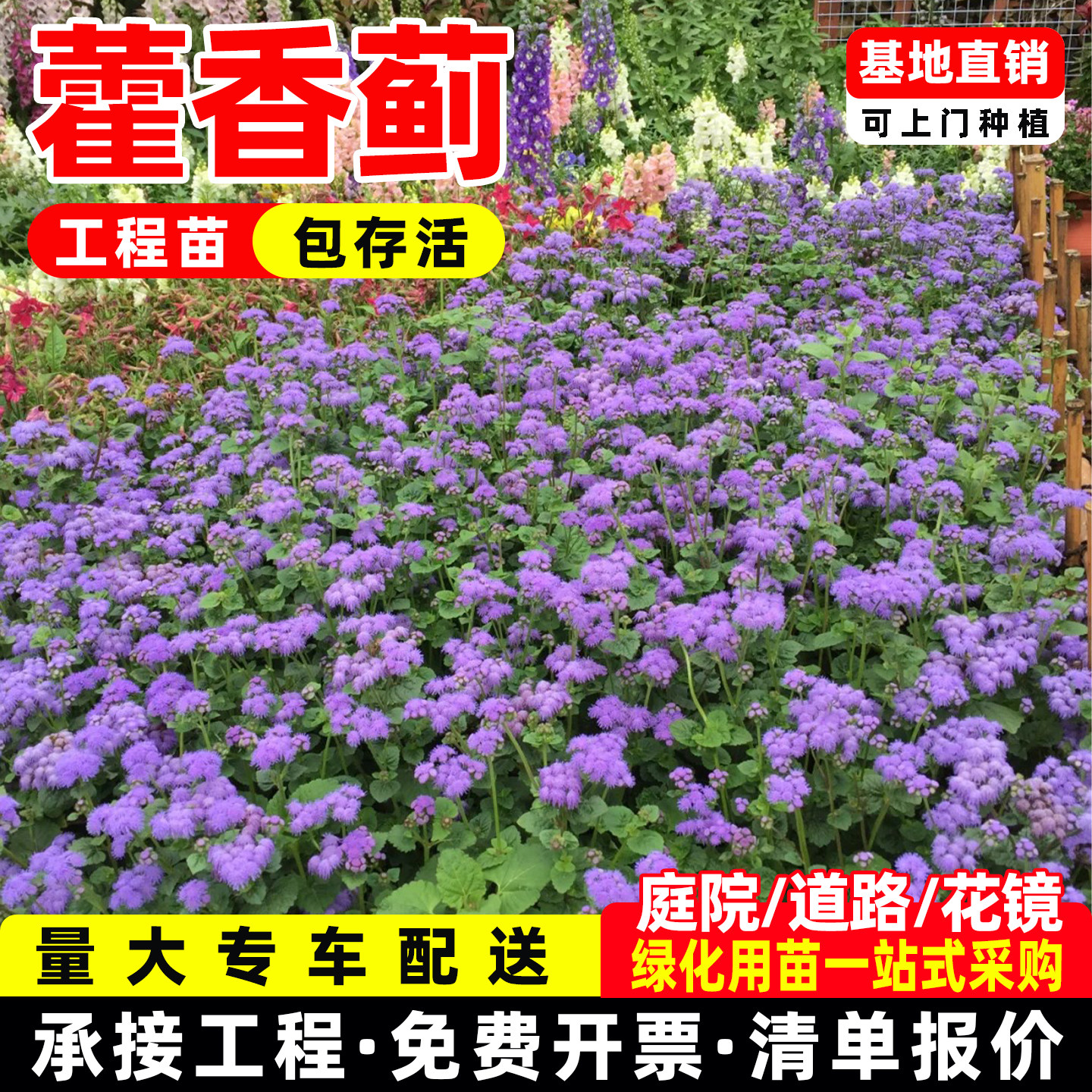 藿香蓟盆栽花苗庭院阳台花园耐养防虫植物花期长耐寒花卉绿植花卉