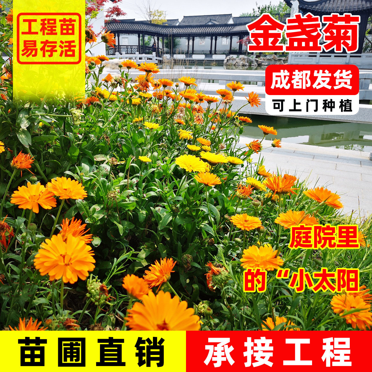 金光菊盆栽花苗多年生阳台庭院冬季耐寒花镜宿根花卉好养植物花籽图片
