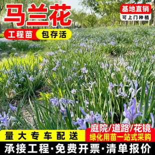 马兰花苗子盆栽马蔺马莲草花卉多年生易活公园园林庭院绿化成都