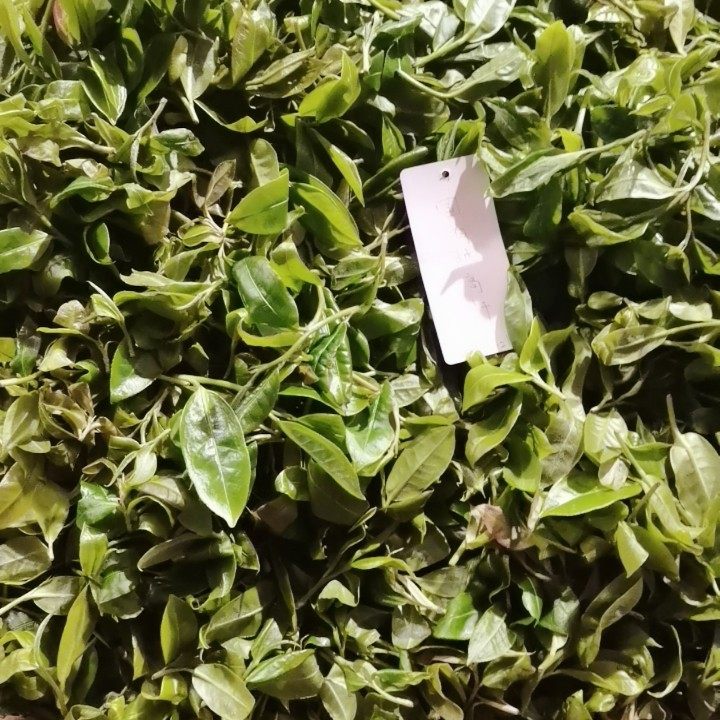 2022国有林高杆古树生茶 一类高杆树高15-20米国有林深山200克饼