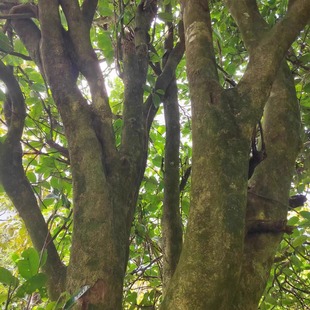 野猪沟200克头春保护林区未被开发炒作的茶山 适合资深茶友品鉴