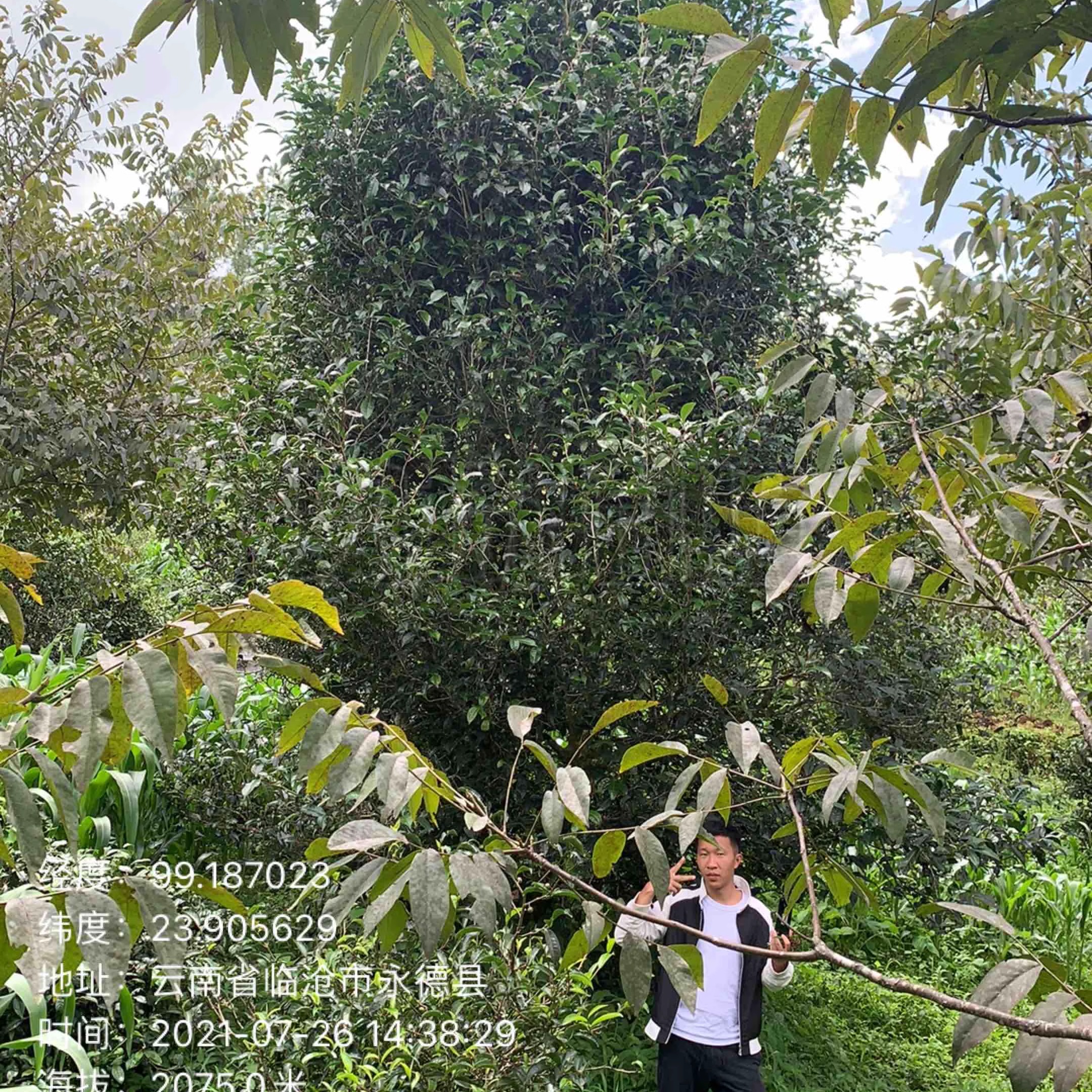 9.8分 棠梨山200克白茶头春保护林区古树 百花香 滑 润 滋味饱满