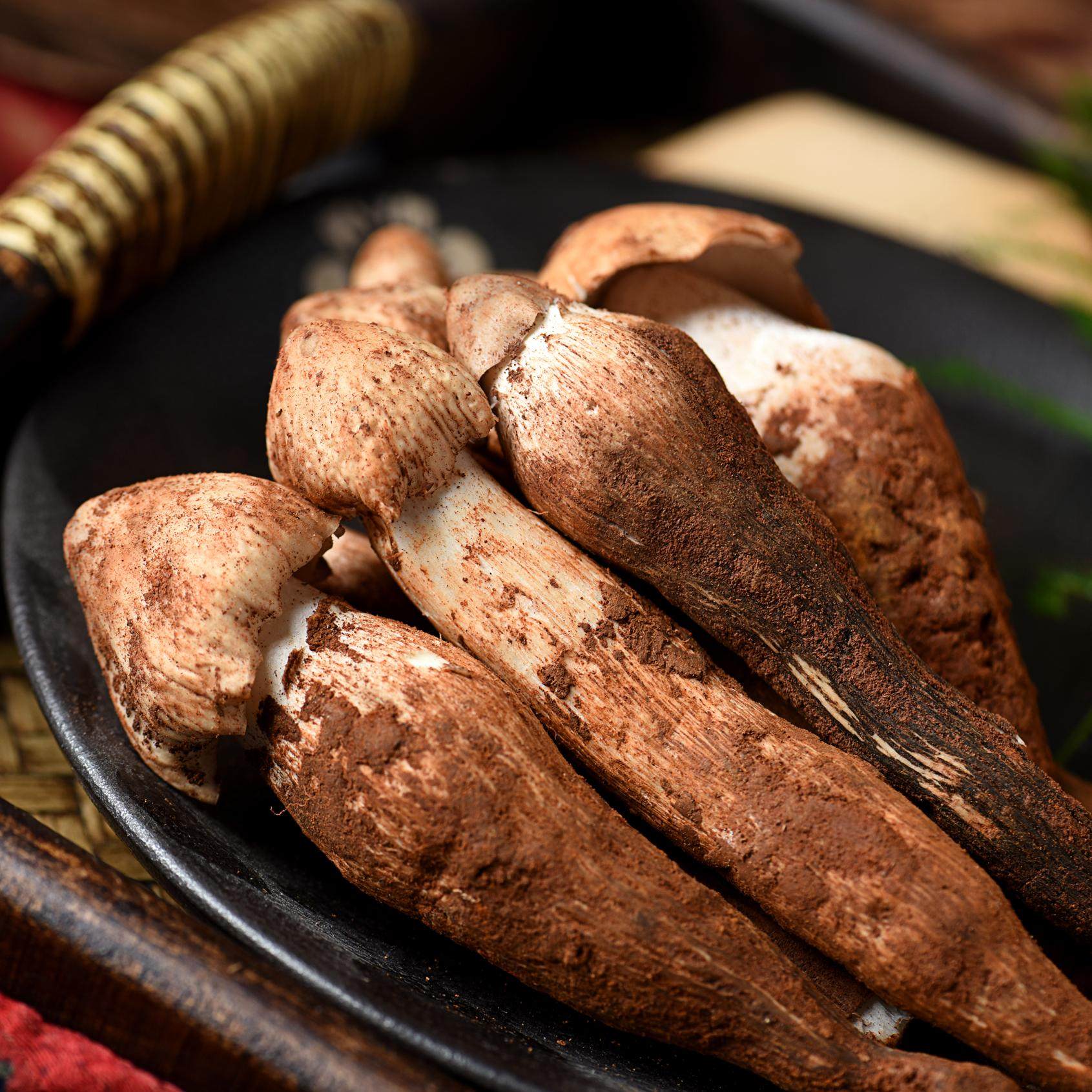 云南鸡枞菌野生菌子2024年新鲜野生大黑帽鸡枞菌云南发货顺丰空运