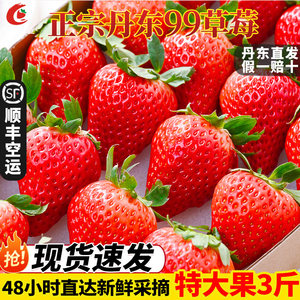正宗丹东99草莓新鲜采摘