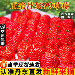 现货丹东草莓新鲜水果99草莓红颜奶油九九甜牛奶草莓礼盒大果空运