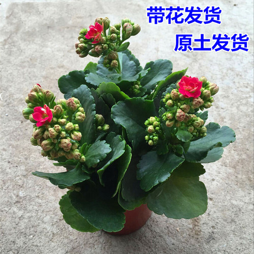 重瓣植物不断长寿花盆栽新品种