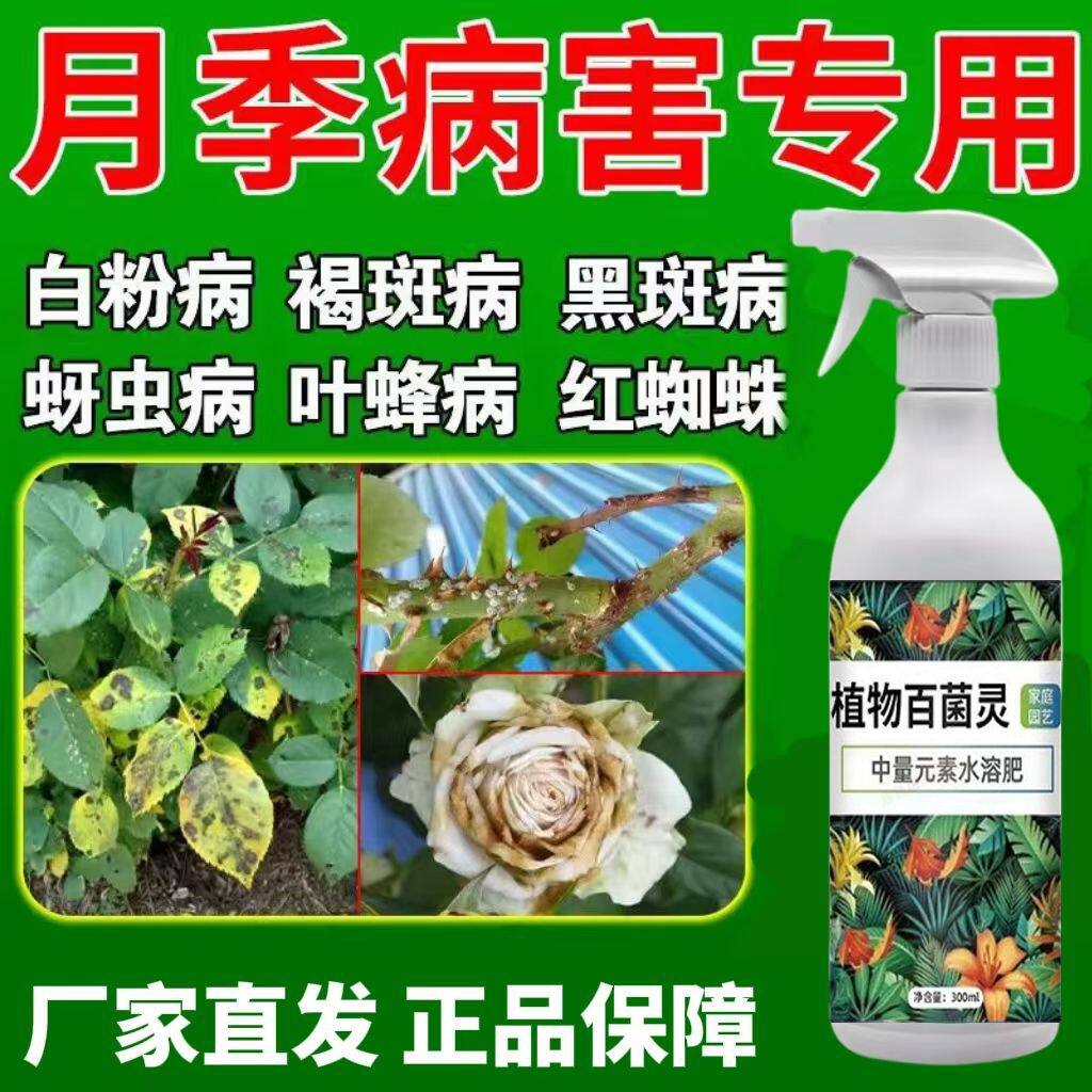 月季花病害专用月季枯枝病白粉病新芽干枯萎焉黄叶不生长抗病杀菌图片