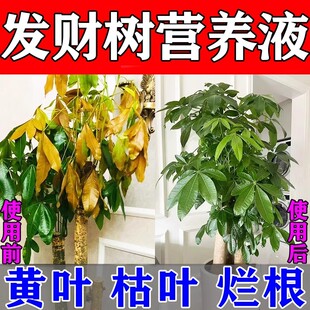 【猛长新芽】发财树专用营养液防黄叶烂根壮苗根免稀释专用肥