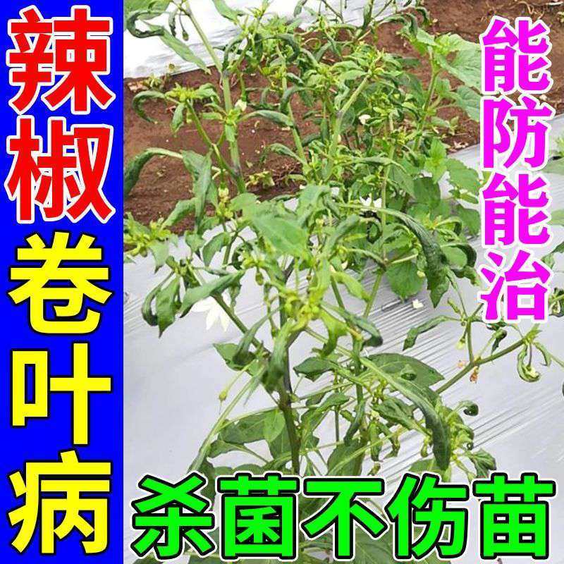 辣椒卷叶烂尖烂根炭疽病专用药辣椒病黄叶全管特效农药辣椒叶面肥