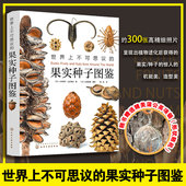 果实种子图鉴 正版 赠蒲公英项链 中小学生青少年课外阅读自然课外科普图书籍 300果实种子功能精美造型视觉图鉴 世界上不可思议