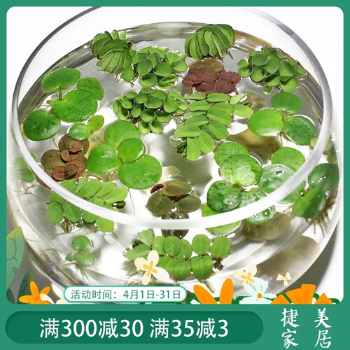 水生景观植物销量排行榜 水生景观植物品牌热度排名 小麦优选