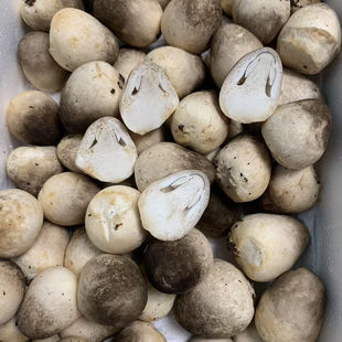 新鲜草菇当天采摘发货笑脸菇中国菇炖汤炒菜鸡心菇蘑菇凉拌食材