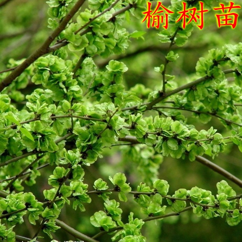 榆树苗 榆树小苗 白榆家榆 榆钱树 绿化树 别墅庭院 绿化工程树苗